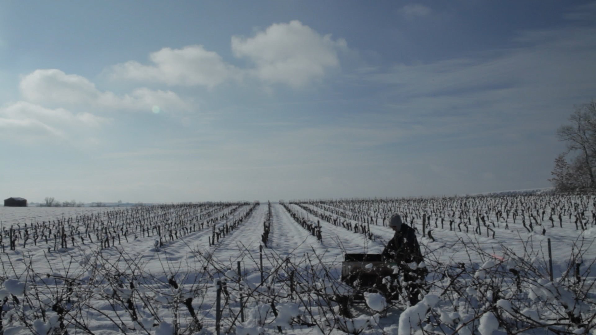 Vendanges