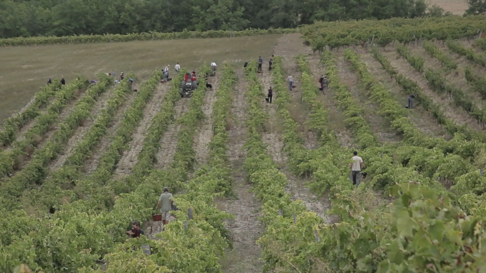 Vendanges